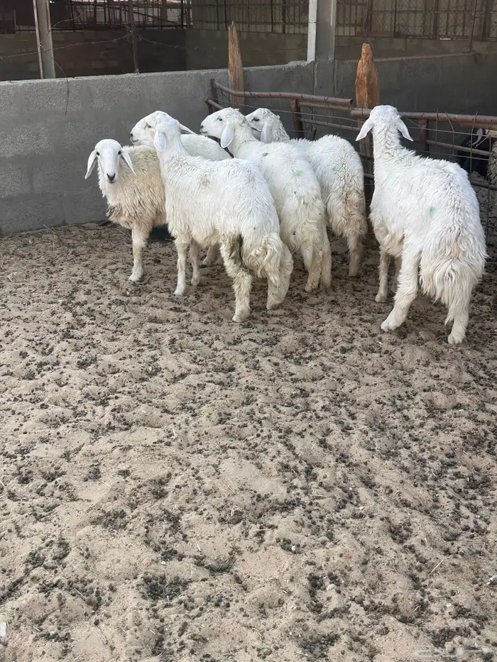 هرافى خرفان حري 6