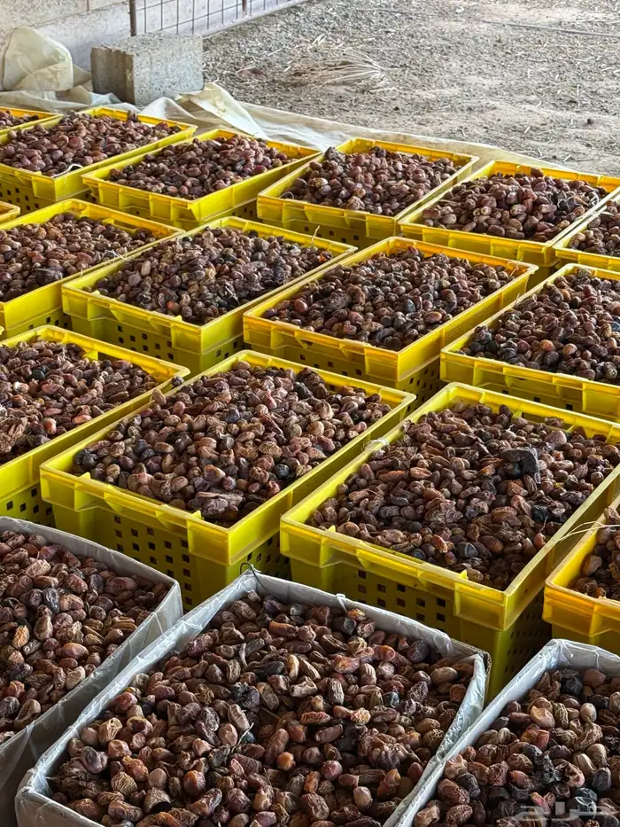 تمر ناشف علف مواشي 3