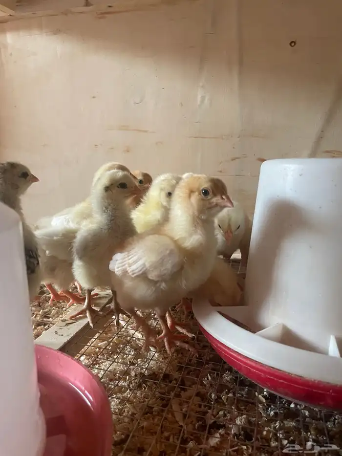 فروخ دجاج بلدي وفيومي 2