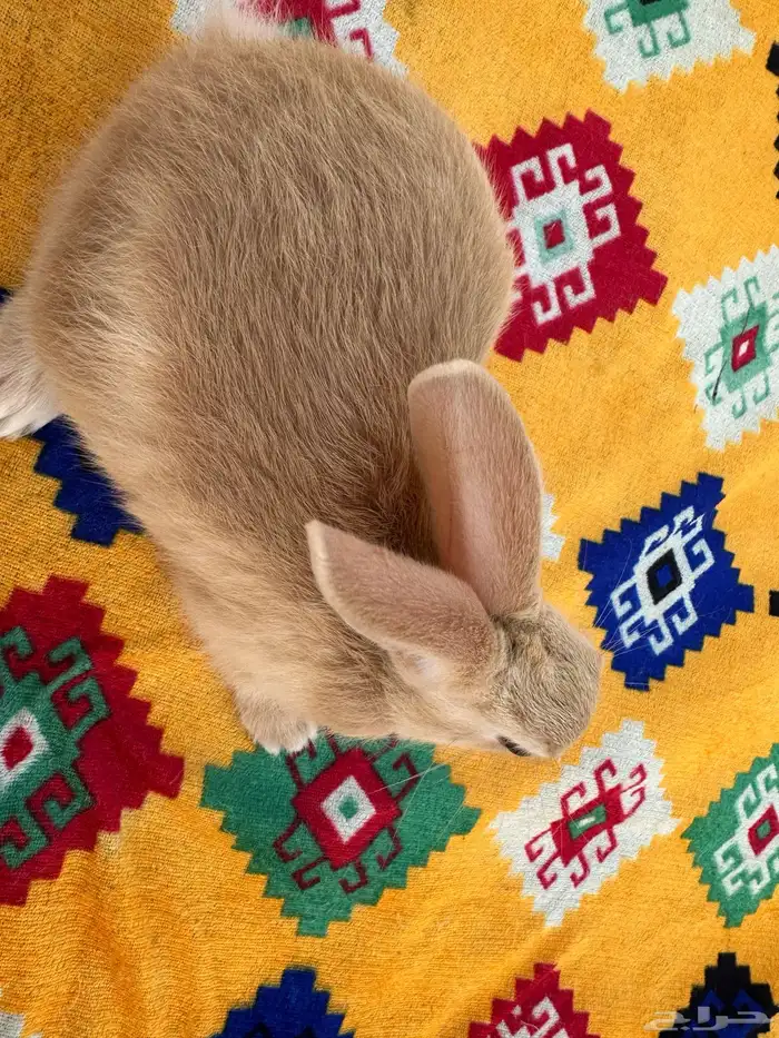 ارانب لي البيع 4