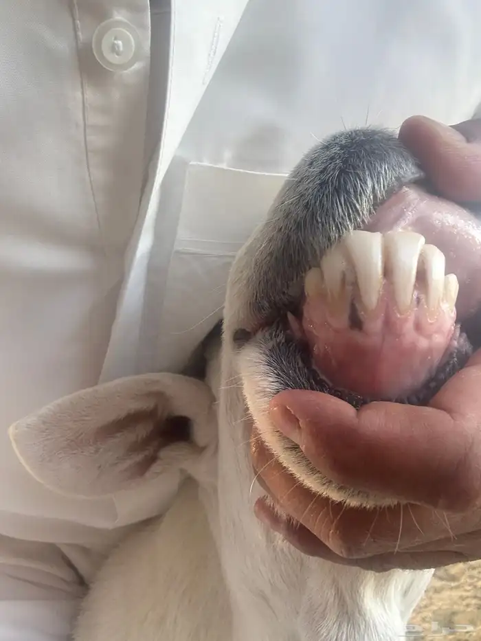 فحل صنف صنف 2