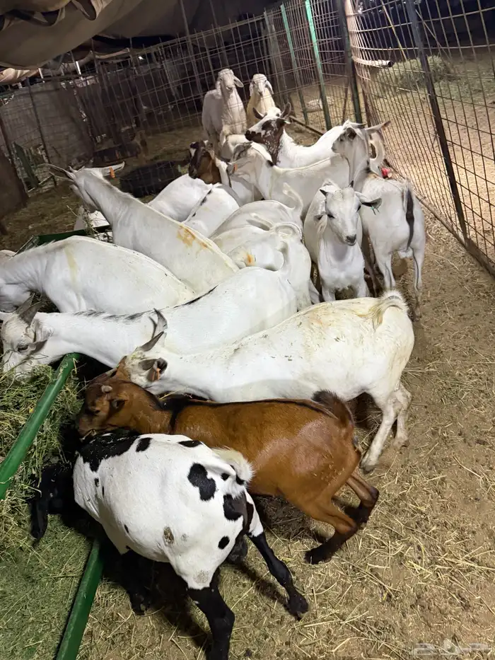 تيوس مرابي. 1