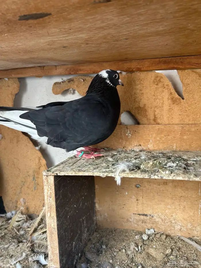 حمام غامدي قلابي 3