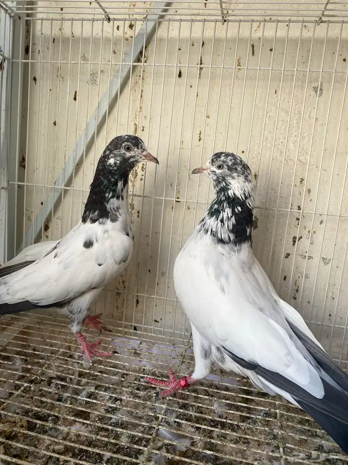 طبه جوانسر أساس شرط مطيار 0