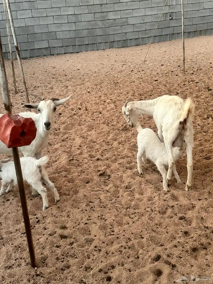 معزا خلفات 3