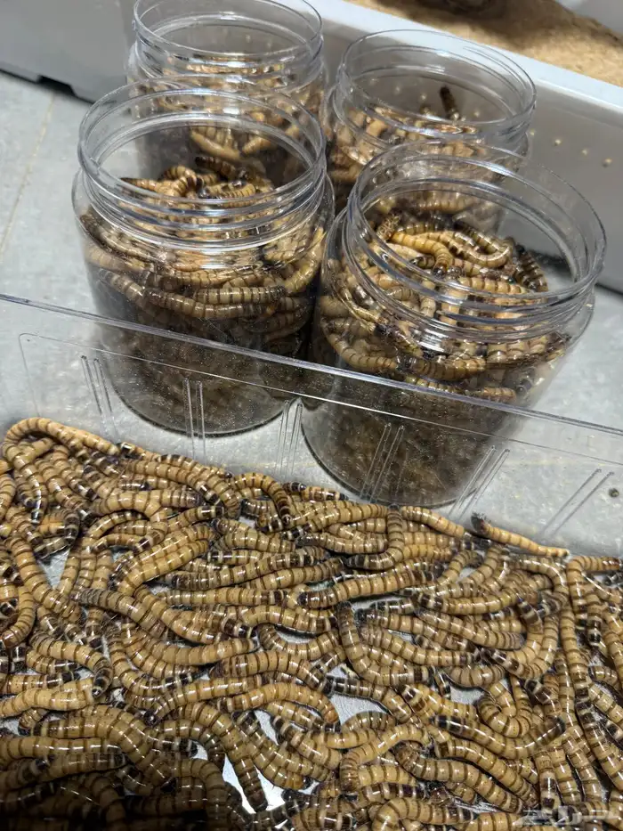 دود عتل للبيع الدمام 2