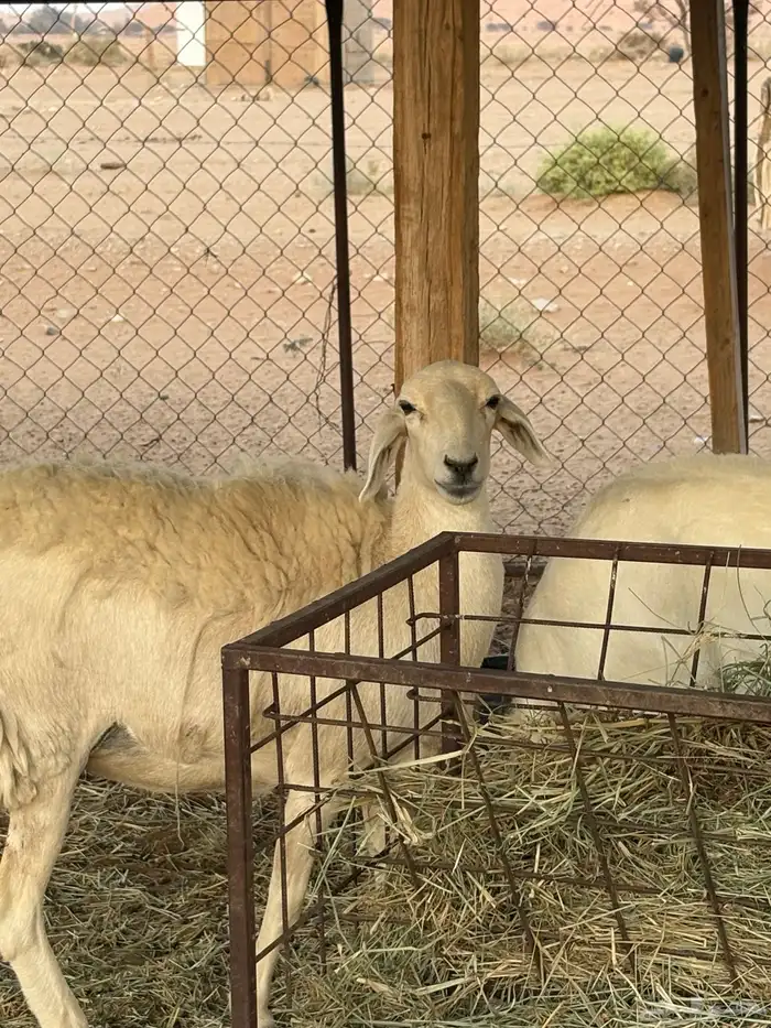 شاه حريه ثنيه دافع شهرين ونص فحص سونار شرط ديد سليم 4