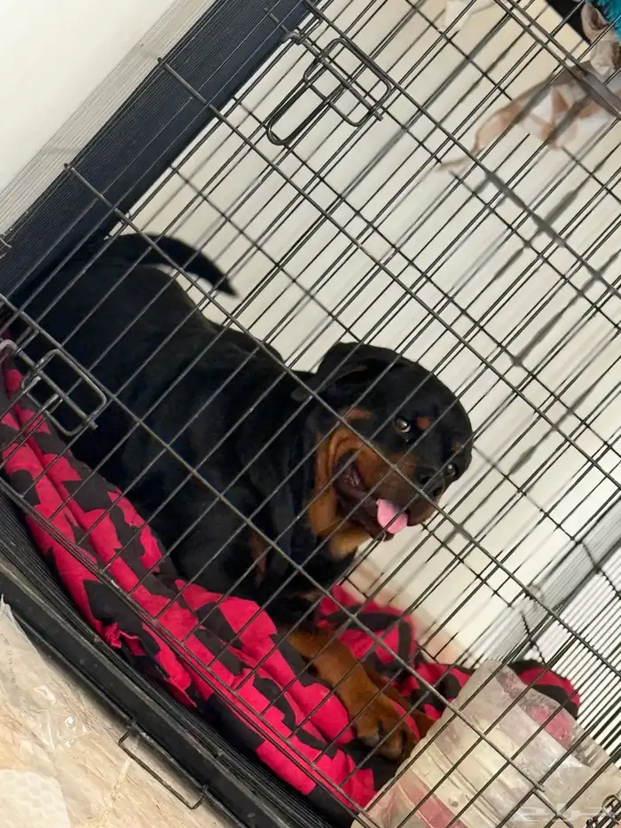 كلبة روت وايلر نثية شرط منتجة 1