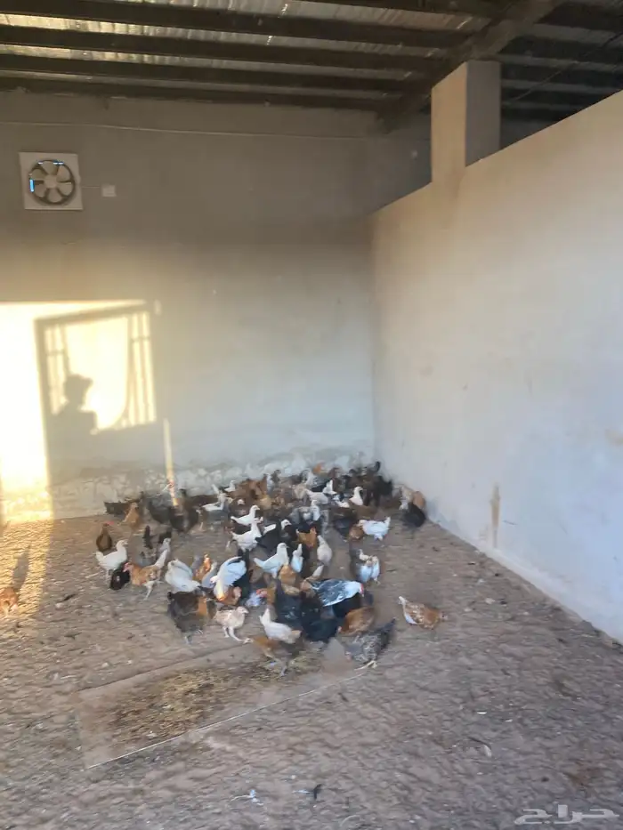 صوص بلدي العمر شهرين معها كم حبه تركي 12