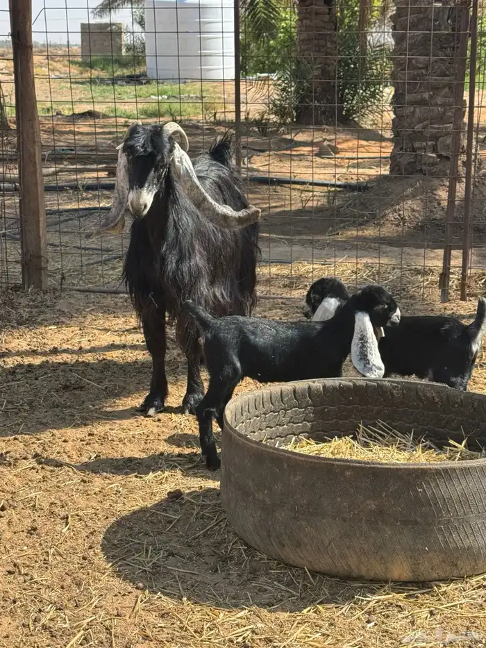 عنز عارضية 0