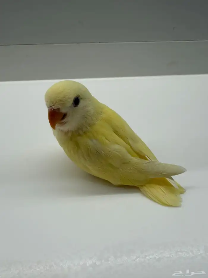 فرخ روز اليف 0