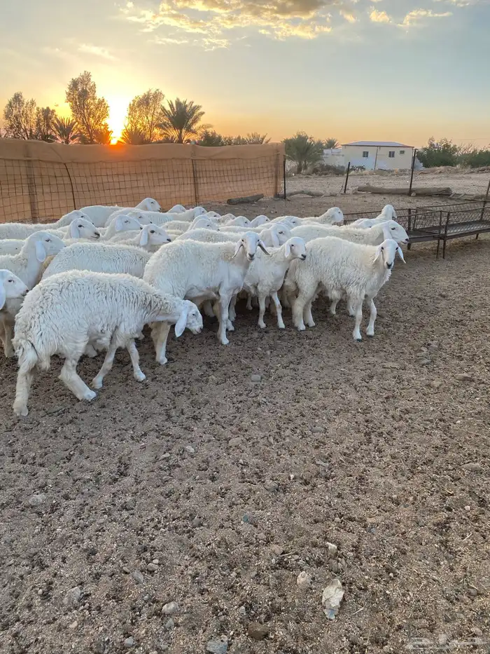 ( رخال جذعات دفيع مشروطة ) 16