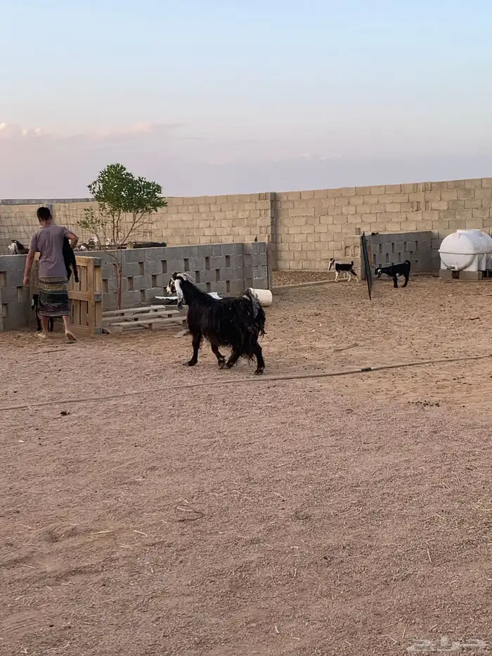 معزاء ولد عدد 10 معها 17 7