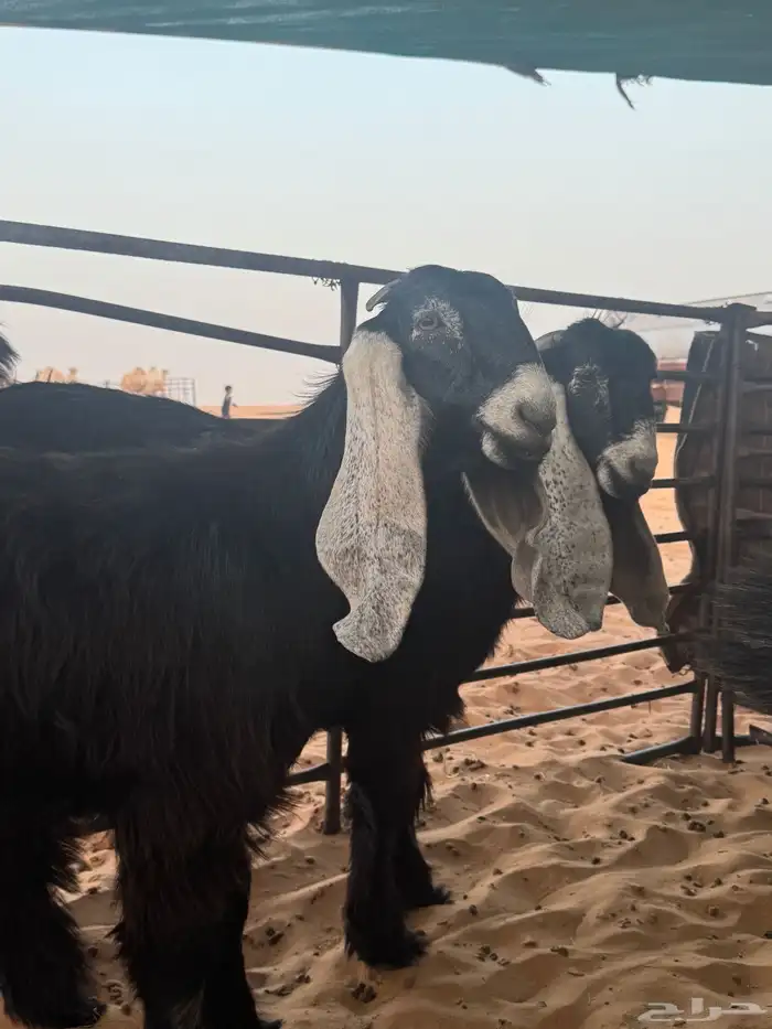 جفرات عوارض ثلاث للبيع منوة القناي 2