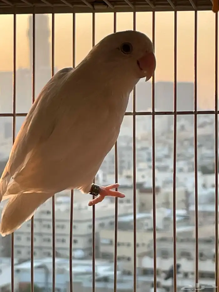 ذكر البينو شرط 2