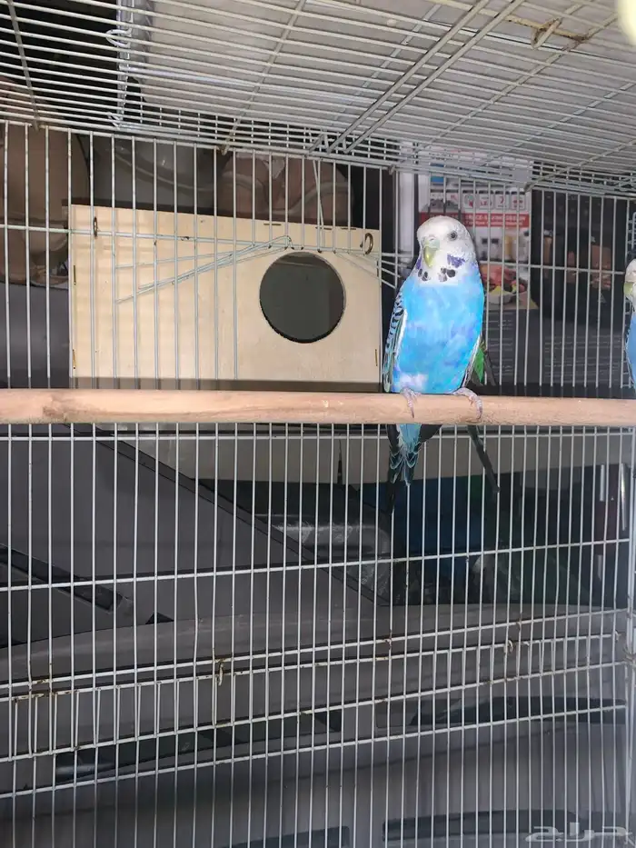 طيور باجي او طيور الحب 0