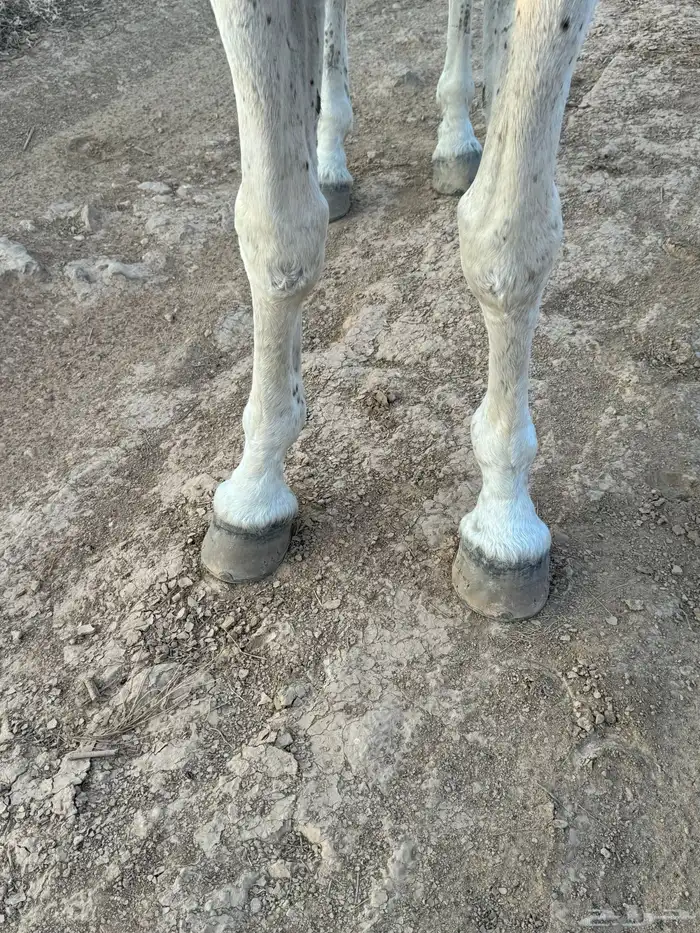 حصان واهو شيخ 6