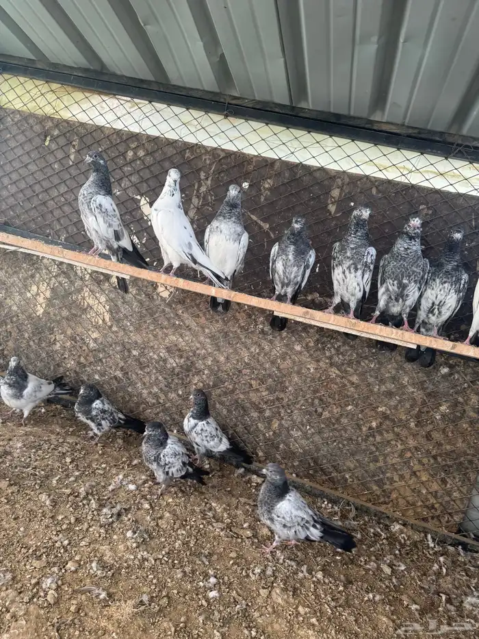 حمام بكستاني(تم البيع ) 1