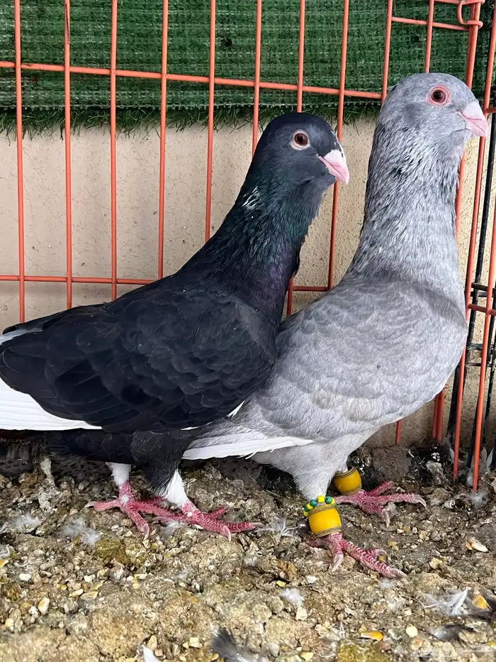 جوز حمام شامي مساويد 0