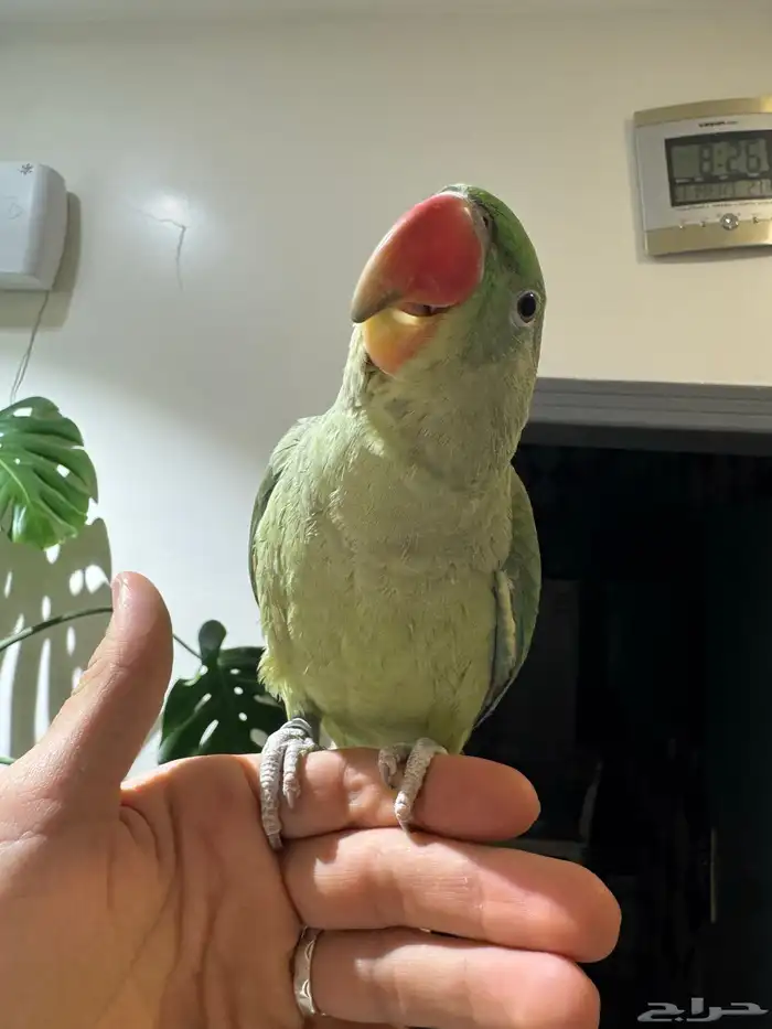 درة نيبالي هدد 0