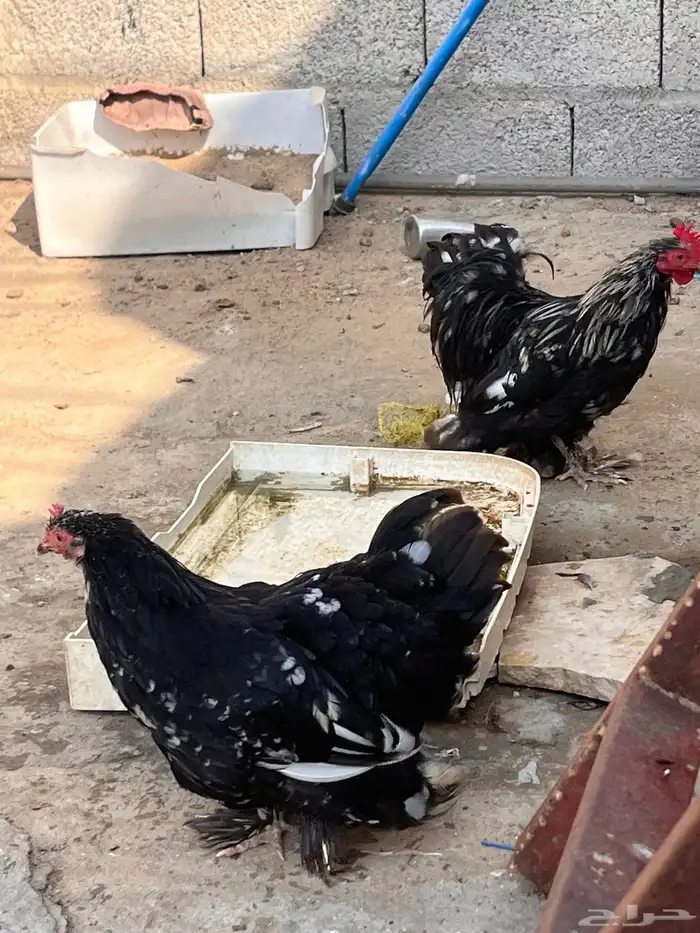 دجاج للبيع او البدل ببراهما 2