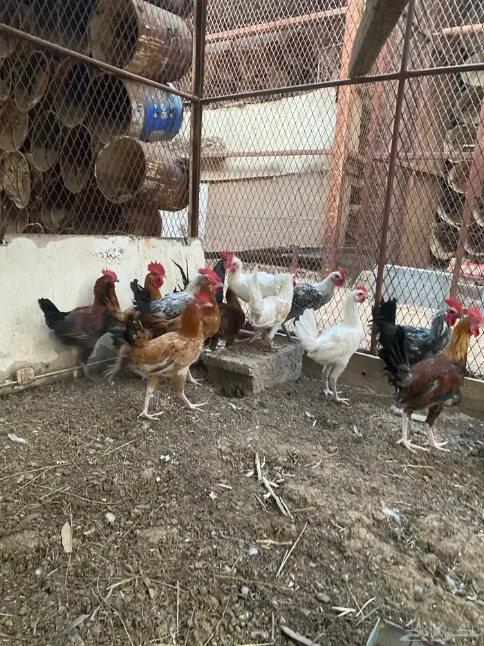 ديوك هجين وبلدي وفيومي 10