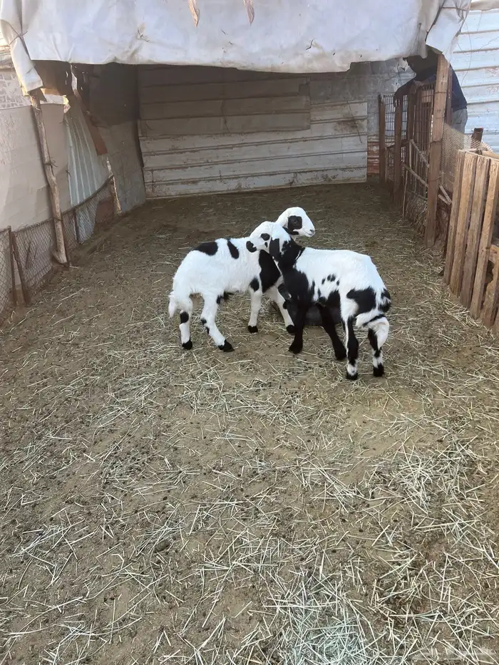 للبيع خرفان العدد 2 بهم 5