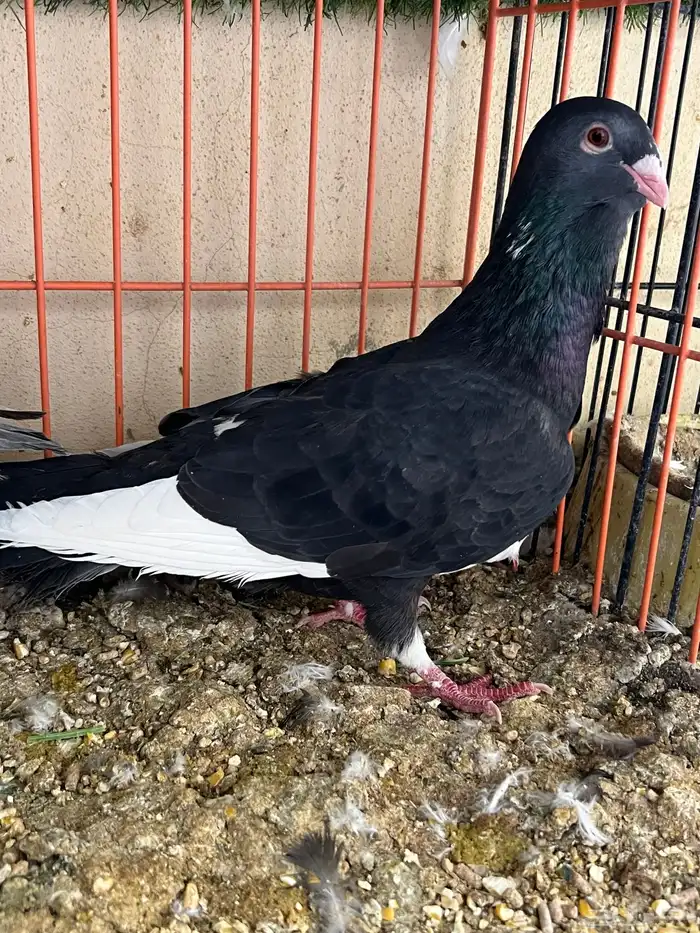 جوز حمام شامي مساويد 3