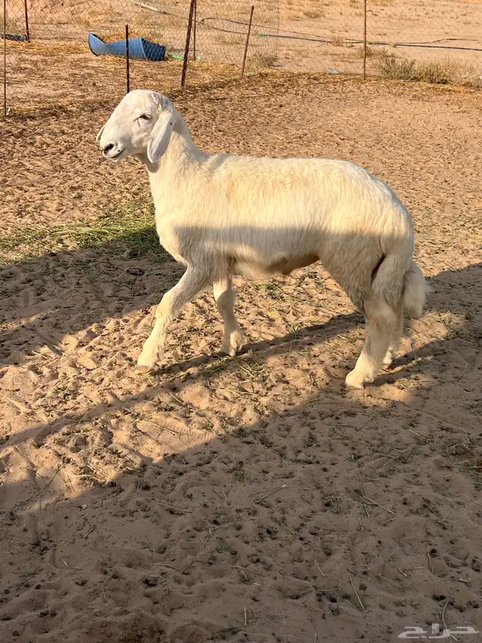 مشروع فحل حري 2