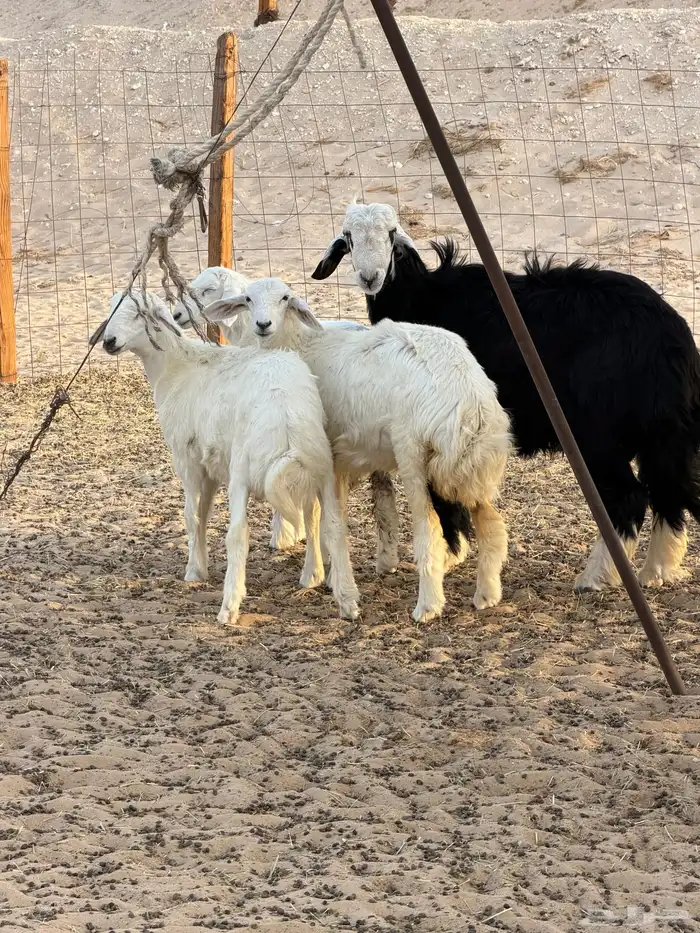 هرافى حريات ونجدي 1