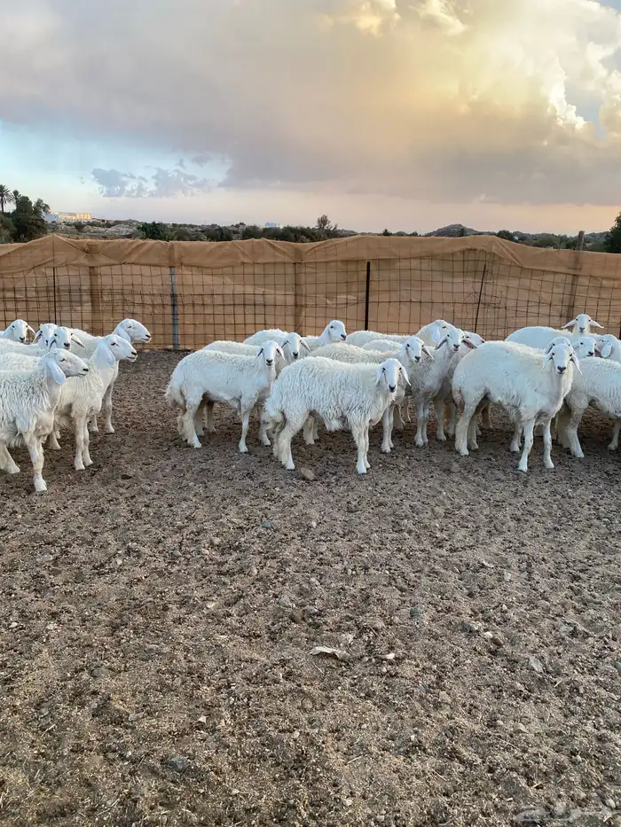 ( رخال جذعات دفيع مشروطة ) 19