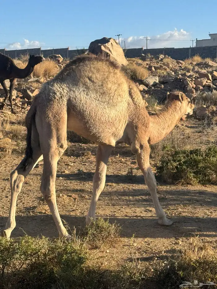 حاشى للبيع 1