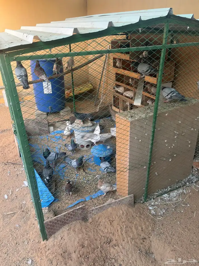 القصيم. بريده. 3