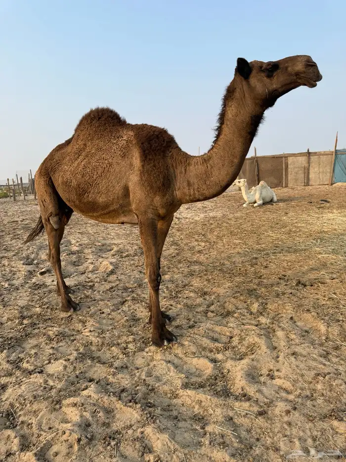 عشاير شرط ضرايب 3