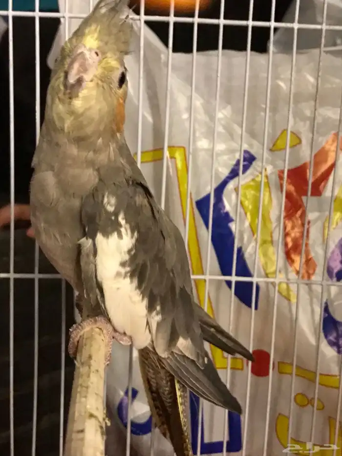 للبيع كوكتيل 1