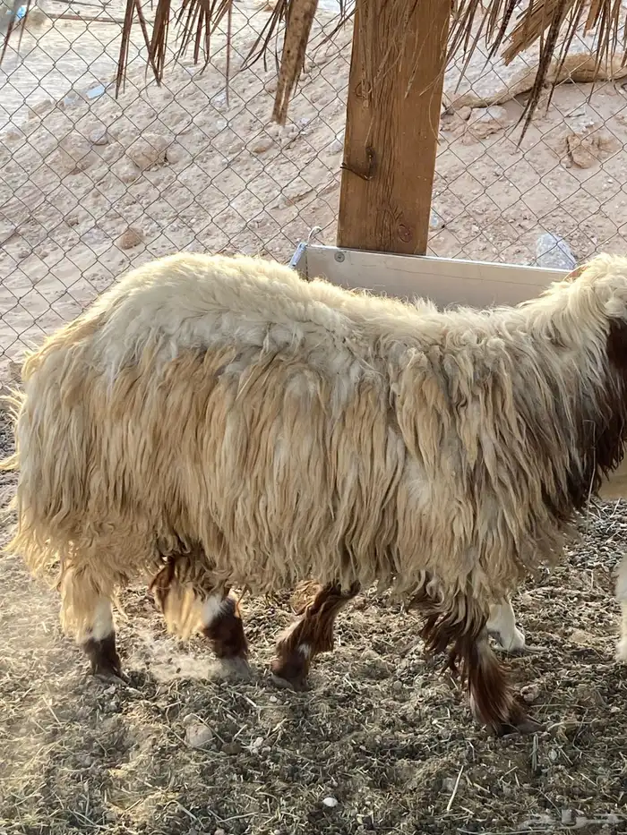 خروف نعيمي 0