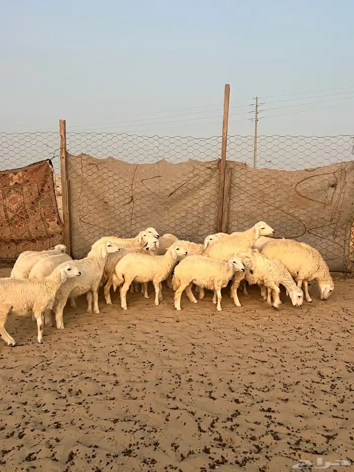 20 خروف ورخل 2