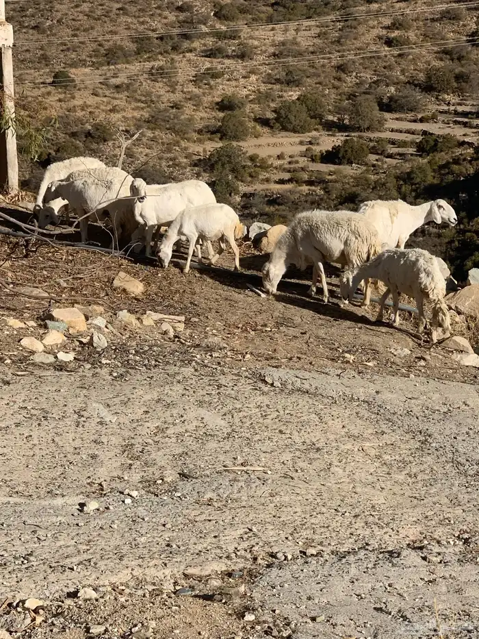 ضان بفحلها 3