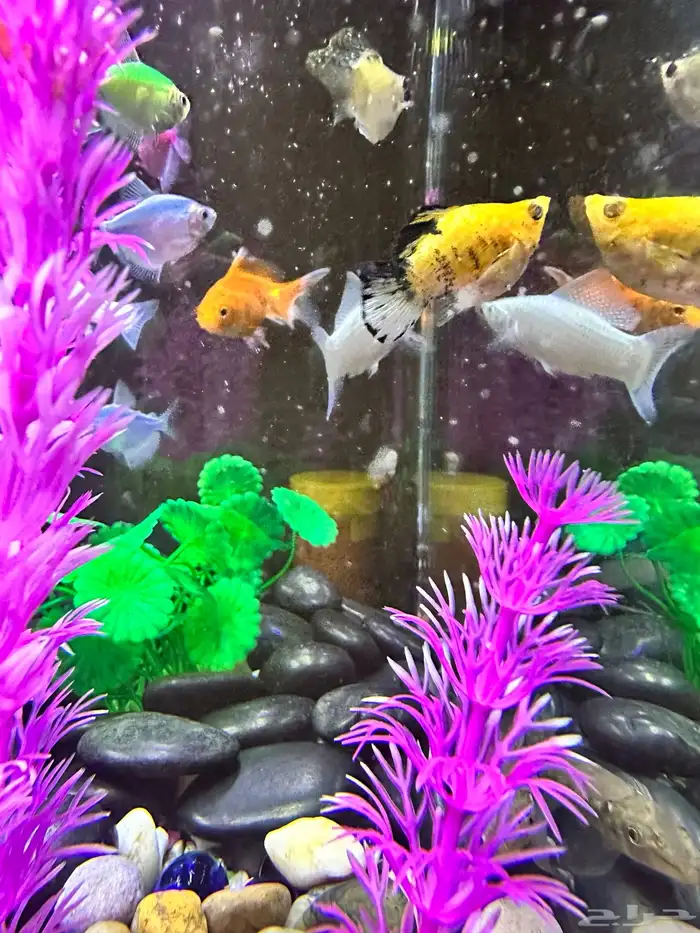 حوض سمك زينة للبيع كامل مع السمك استخدام شهر 5