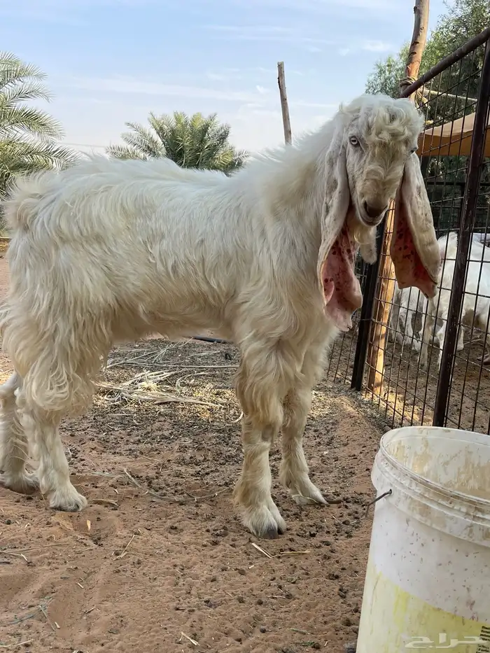 مشروع فحل مطور 2