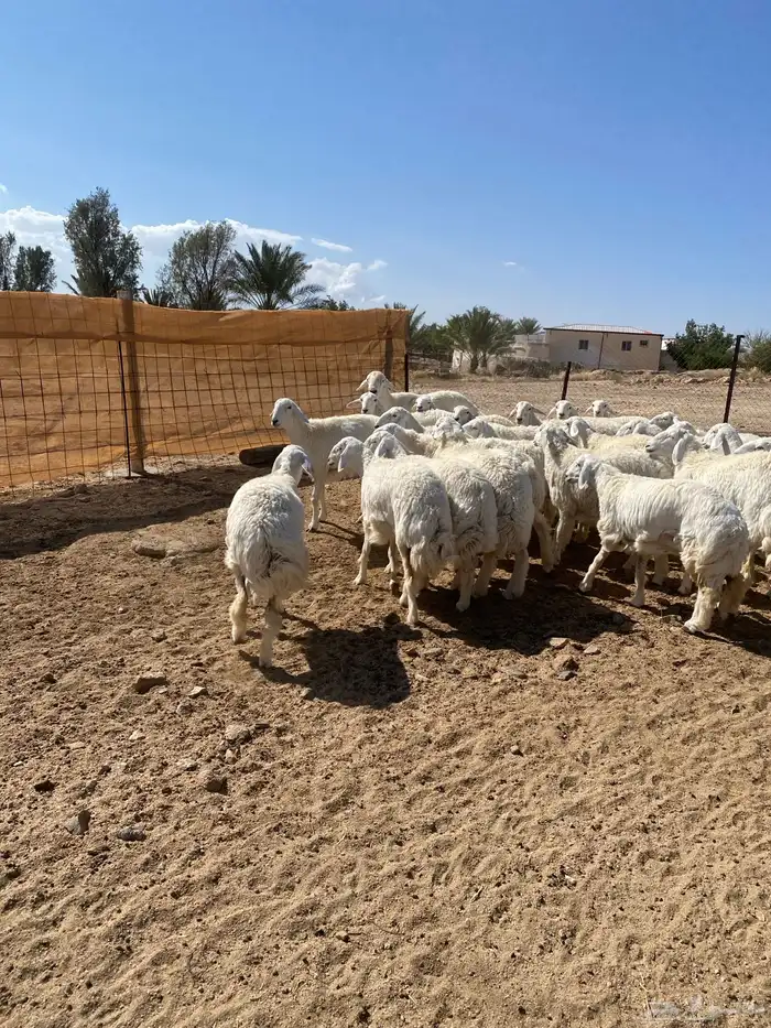 ( رخال جذعات دفيع مشروطة ) 1