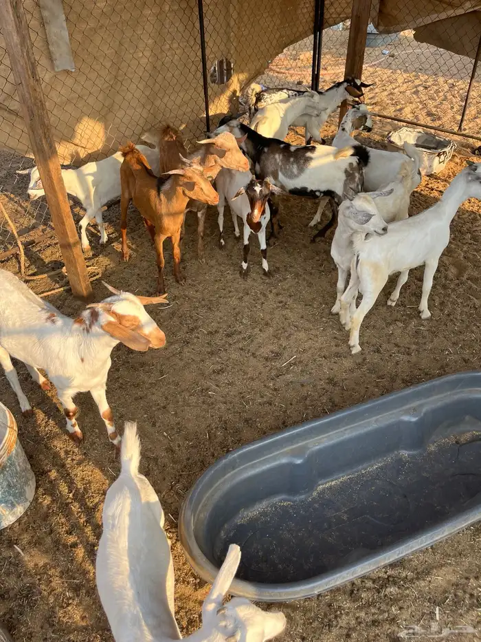 تيوس وجفار 5