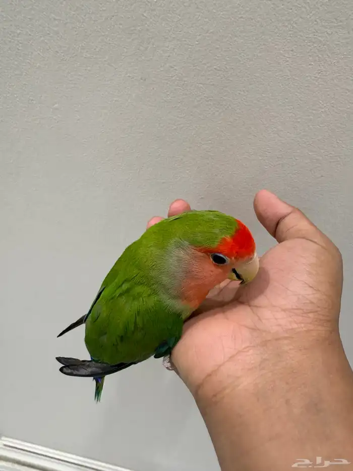 مكه النزهة 1