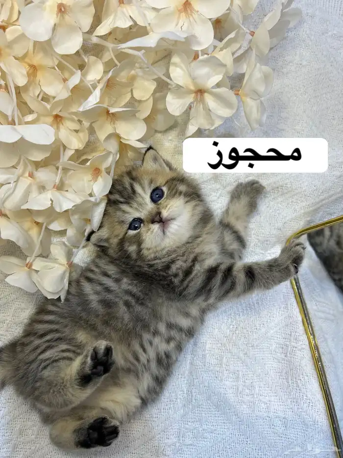 قطط سكوتش 2