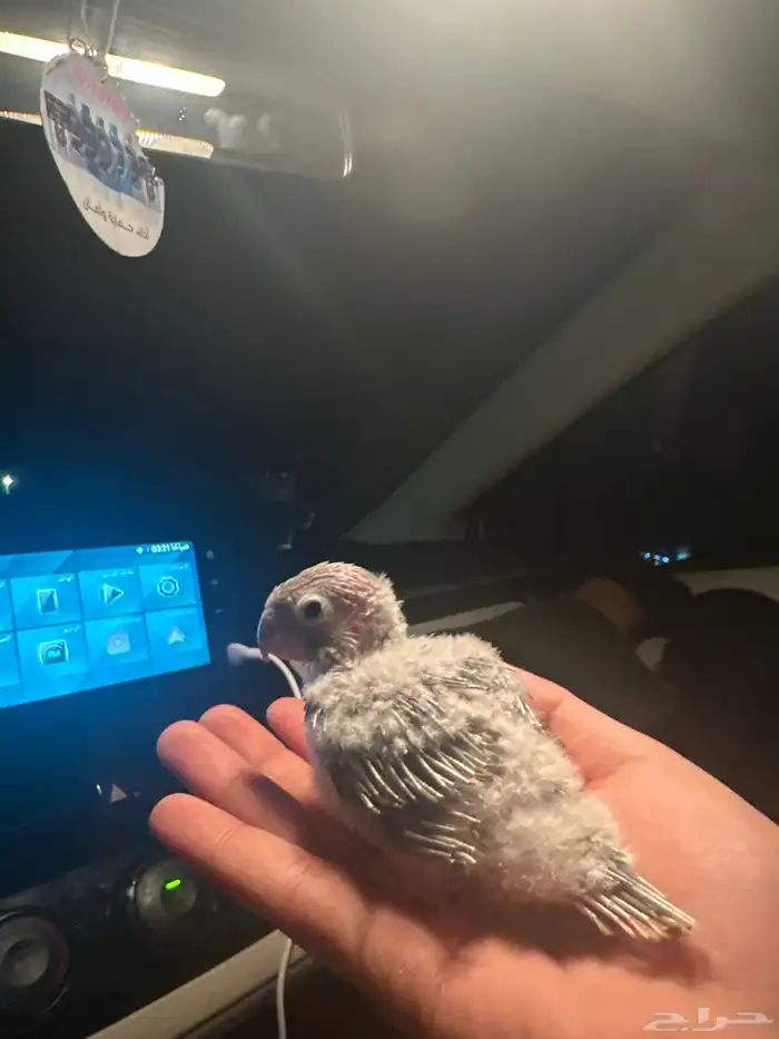 فروخ كنيور يلو سايد وا كنيور تركواز سينامون 0