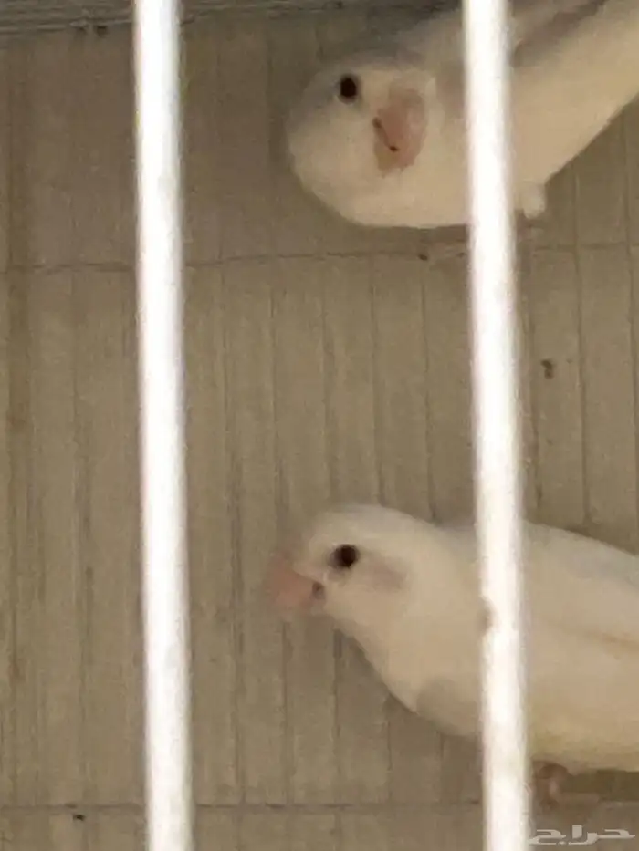 جوز روز البيض البينو عيون عمر. وجوز روز 7