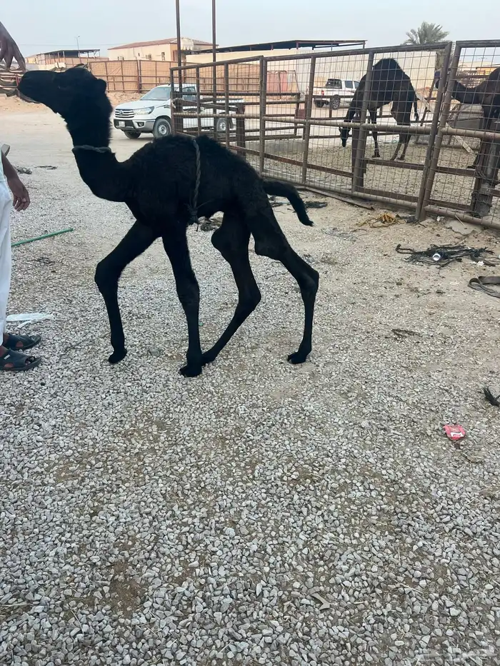 حوار شرط طيب حليب 1