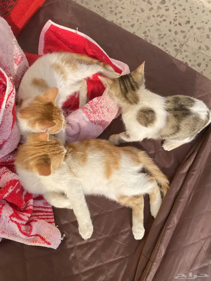 قطط ( تبني ) 0