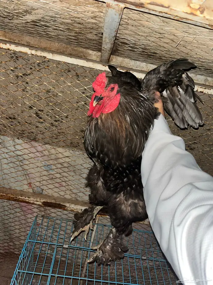 للبيع ديك براهما 2