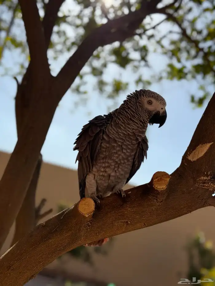 كاسكو سنه وست اشهر 4